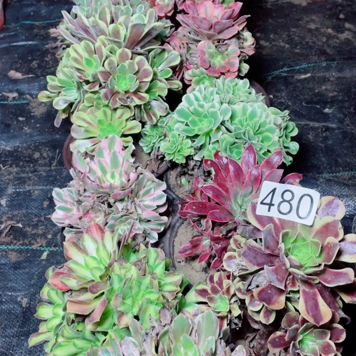 多肉植物组合480