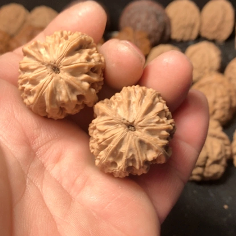 【闪购商品】秉*?龙眼