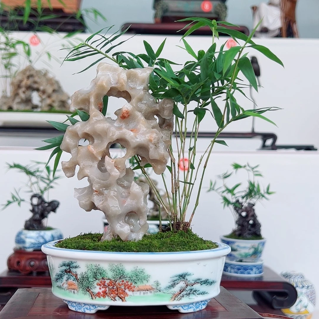 王****无花朵盆景，凤尾竹，玉玲珑