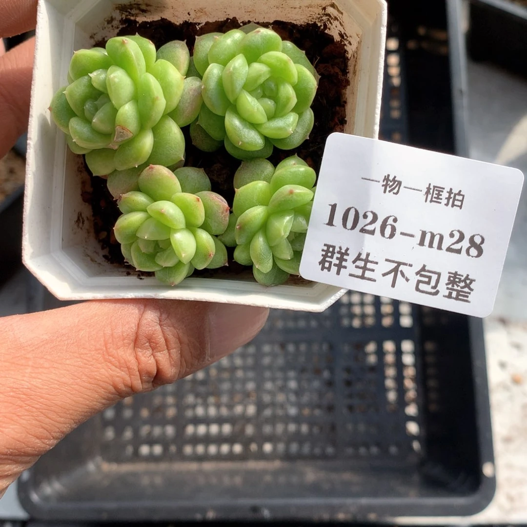 B白玉珍妮。1026-m28