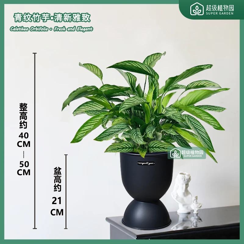 青纹竹芋盆栽观叶净化空气植物客厅吸甲醛绿植耐阴绿植