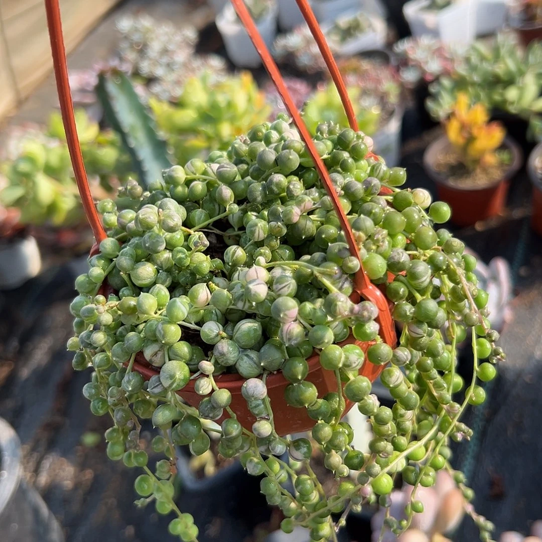 多肉植物佛珠锦带盆
