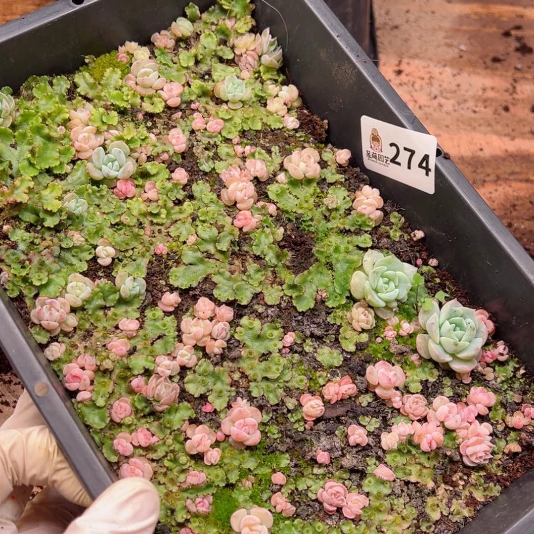 爽*多多肉植物多肉植物