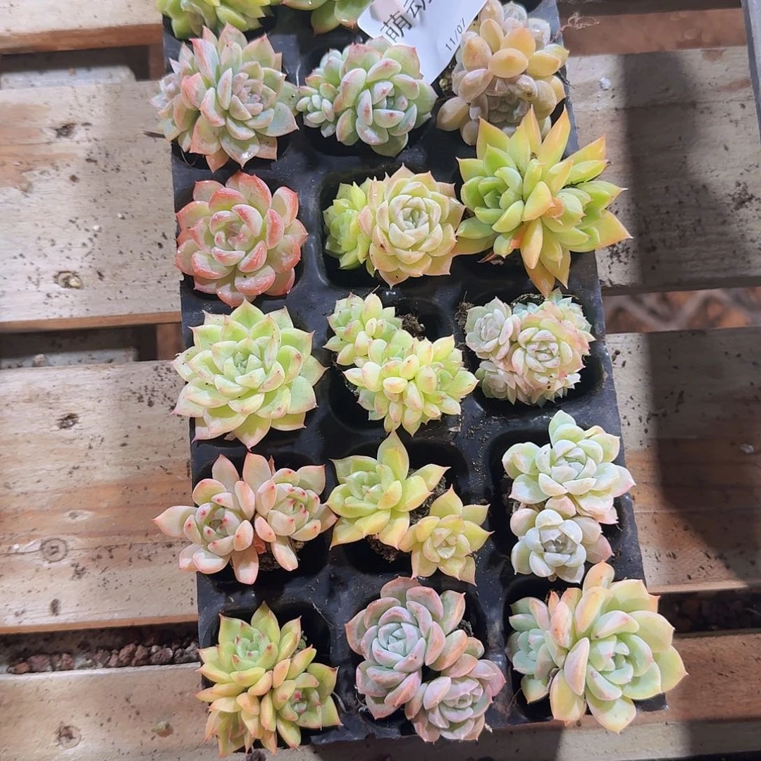 搬***…直播福利一物一拍326