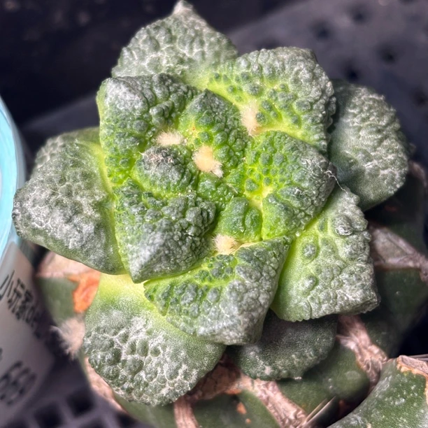 仙人球 一物一拍 草球嫁接 DP670
