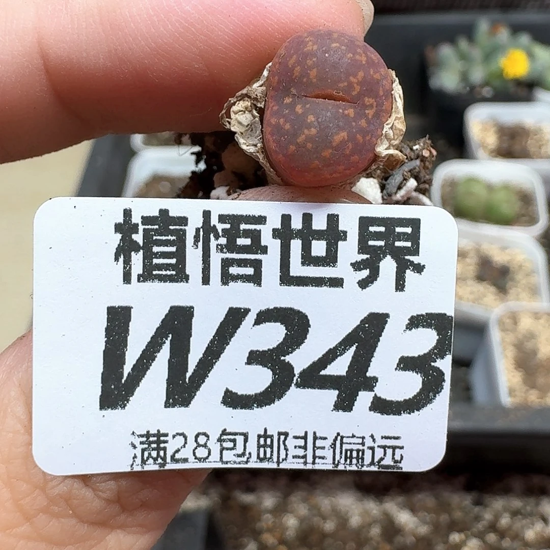 多肉植物的润泽fhb