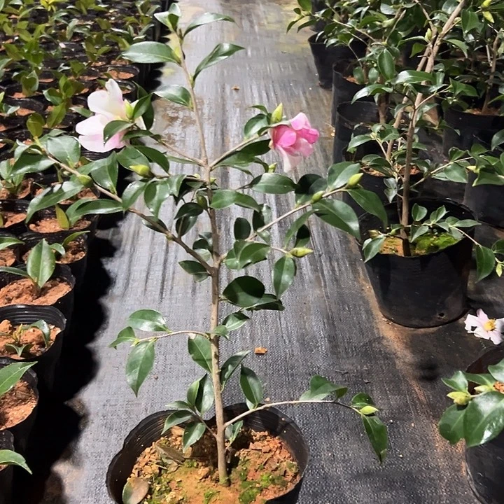 大部分花苞少量开放，梦