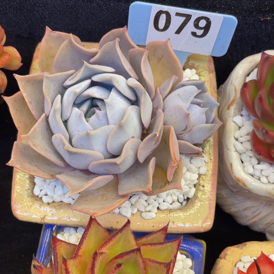 白***白多肉植物盆栽多肉