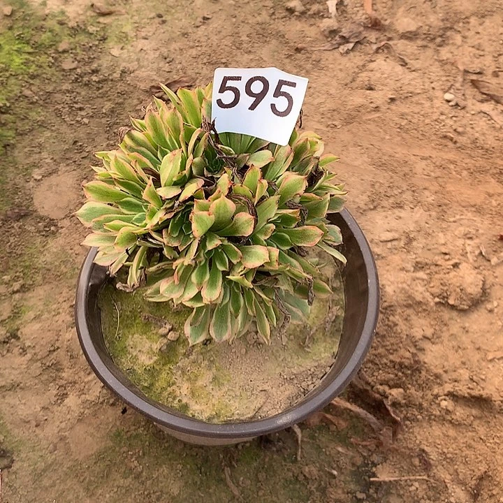 无花朵595花脸粉黛南