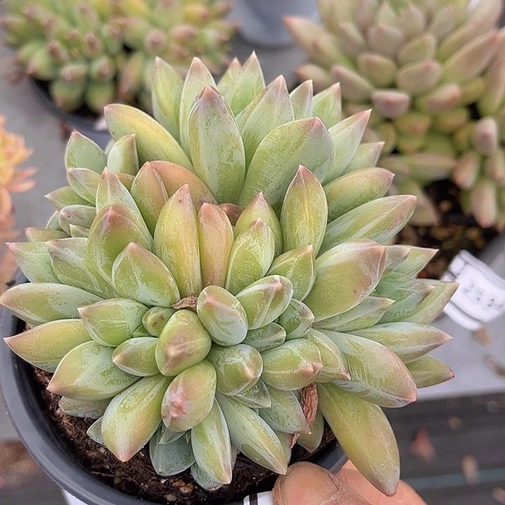 重楼朵朵缀2554多肉植物