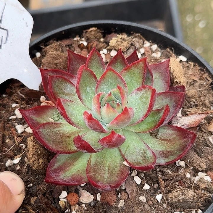 惊鸿一物一拍包装收缩花旱獭325