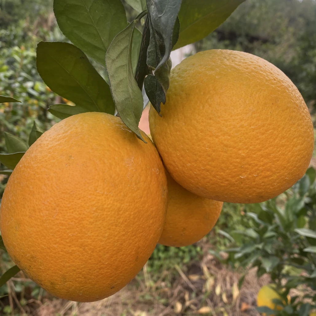 江西省赣南脐橙赣南早树上自然成熟现摘现发货龙跃助农特产