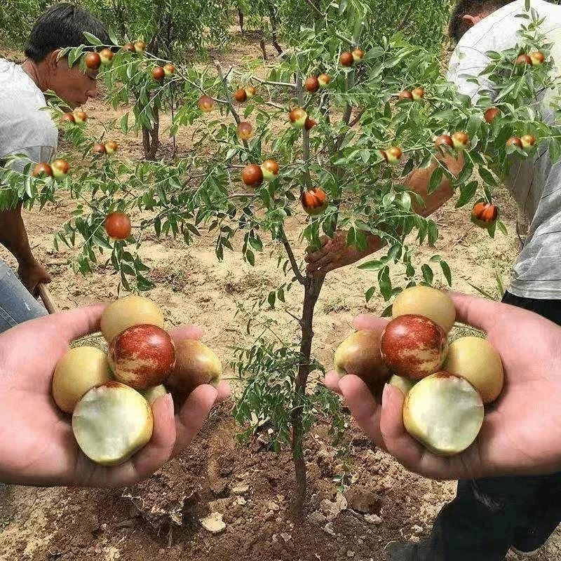 枣树活苗沾化冬枣青枣树苗南种植庭院地栽果树果苗当年结果冬枣树