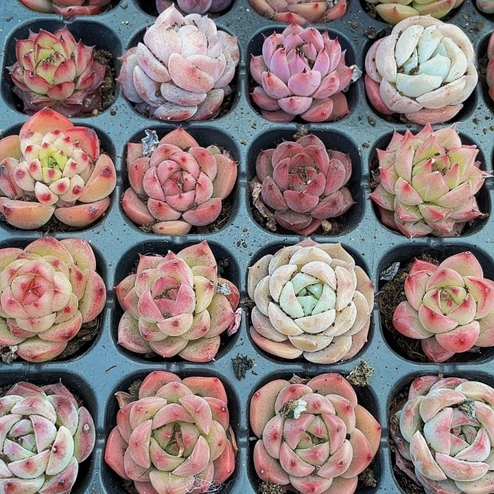 小麦秆杂1.5带土发