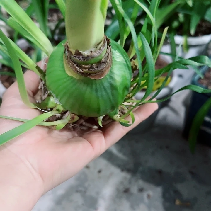 sv68。7cm带18侧，裸球发