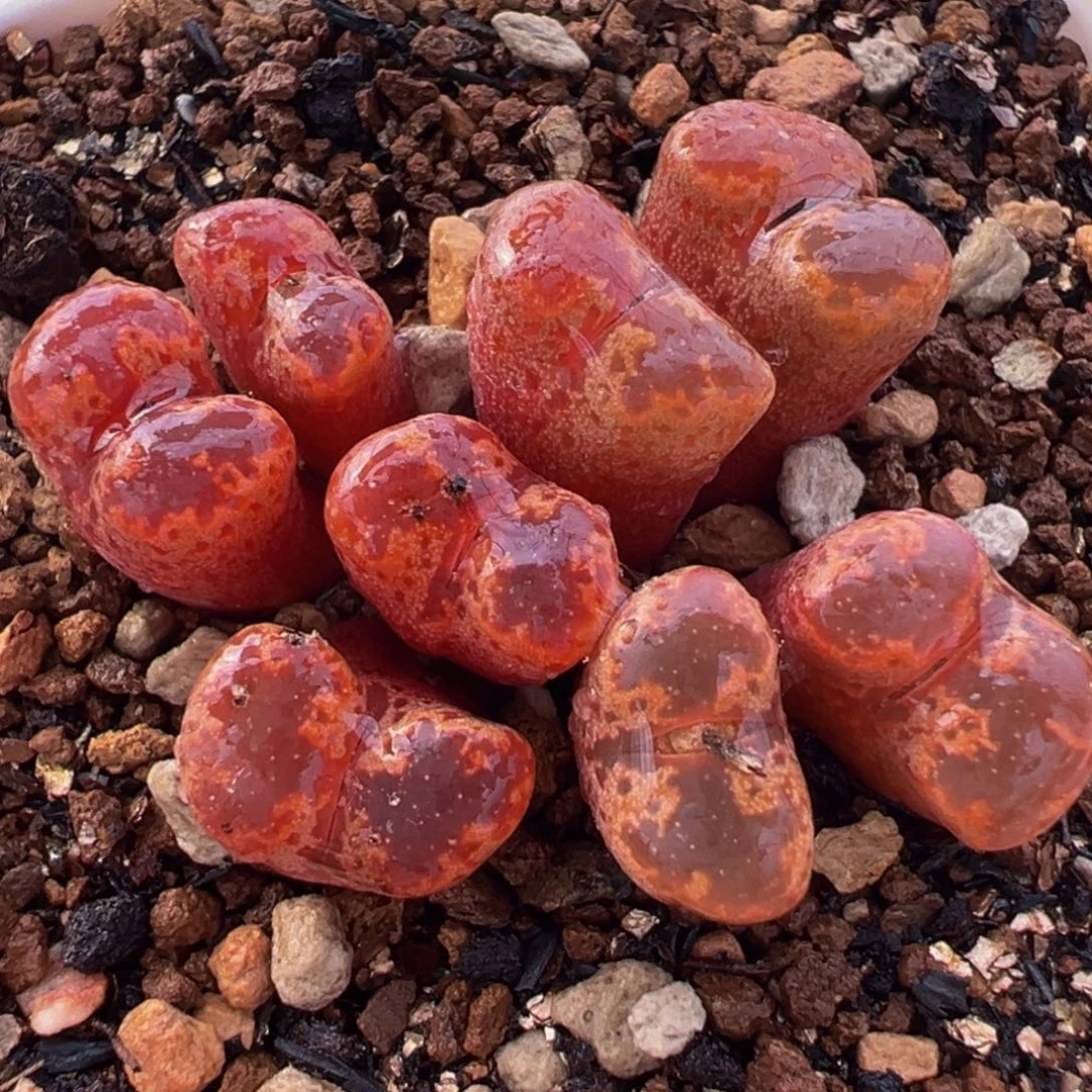 256多肉植物种类多样