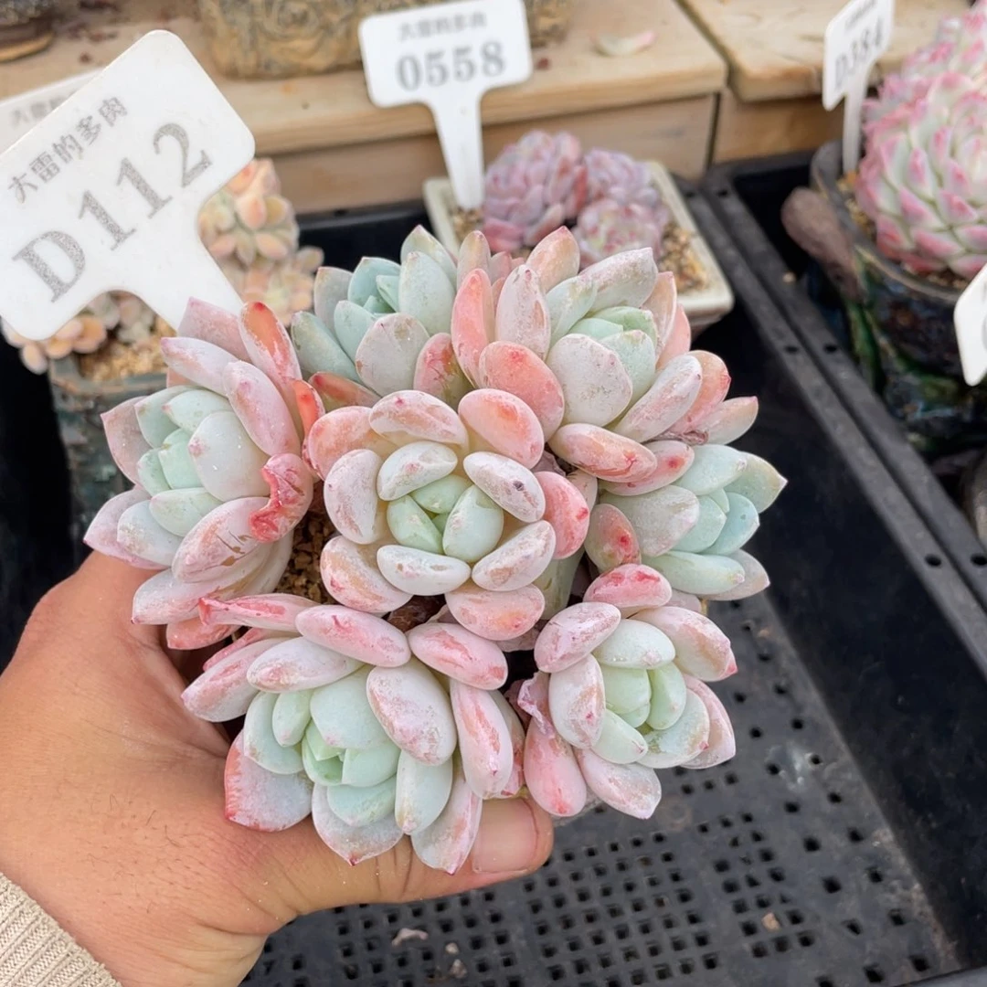 112冷香不带盆12厘米