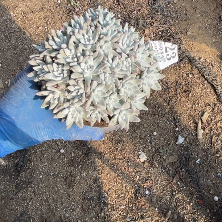 雪*123号白菊多肉植物