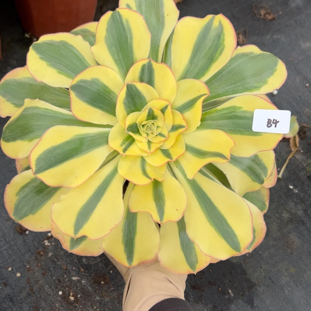84王妃多肉植物一