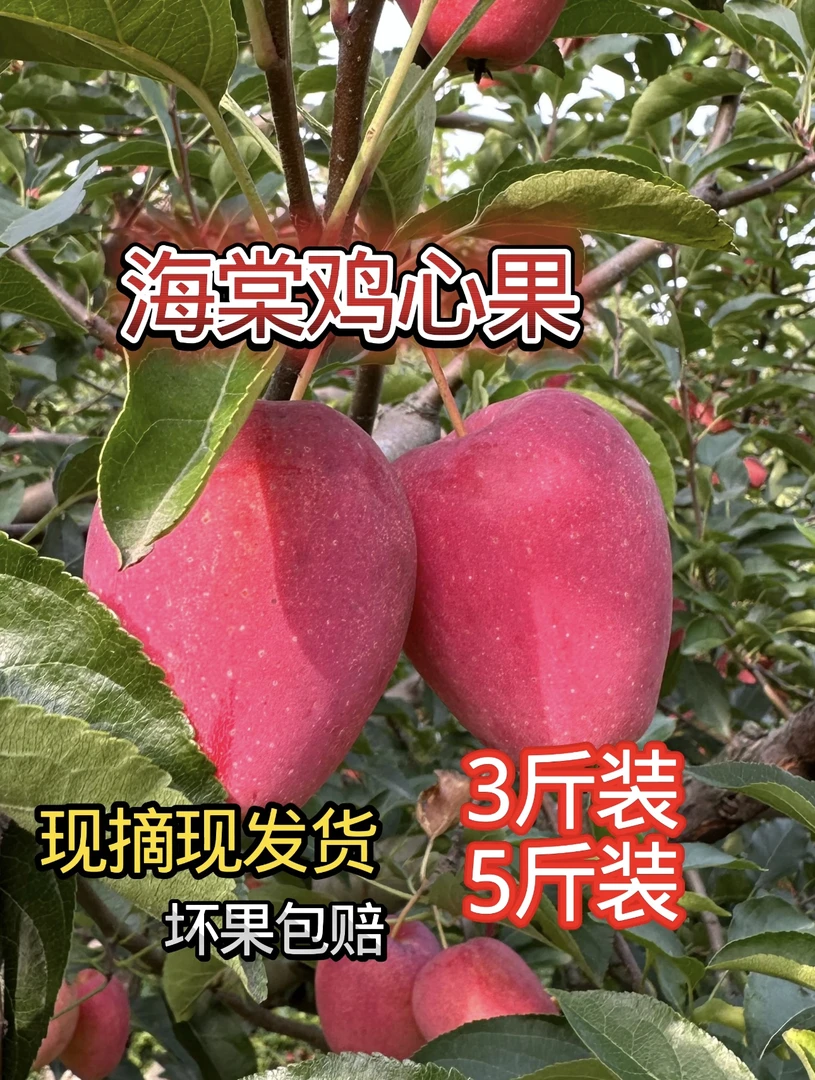 东北海棠果鸡心果新鲜现摘先发货