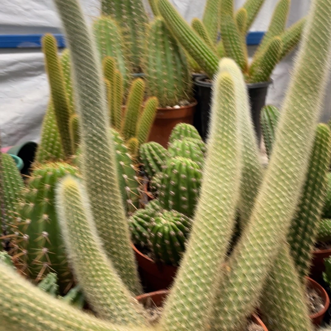 新品狐妞一物一拍9