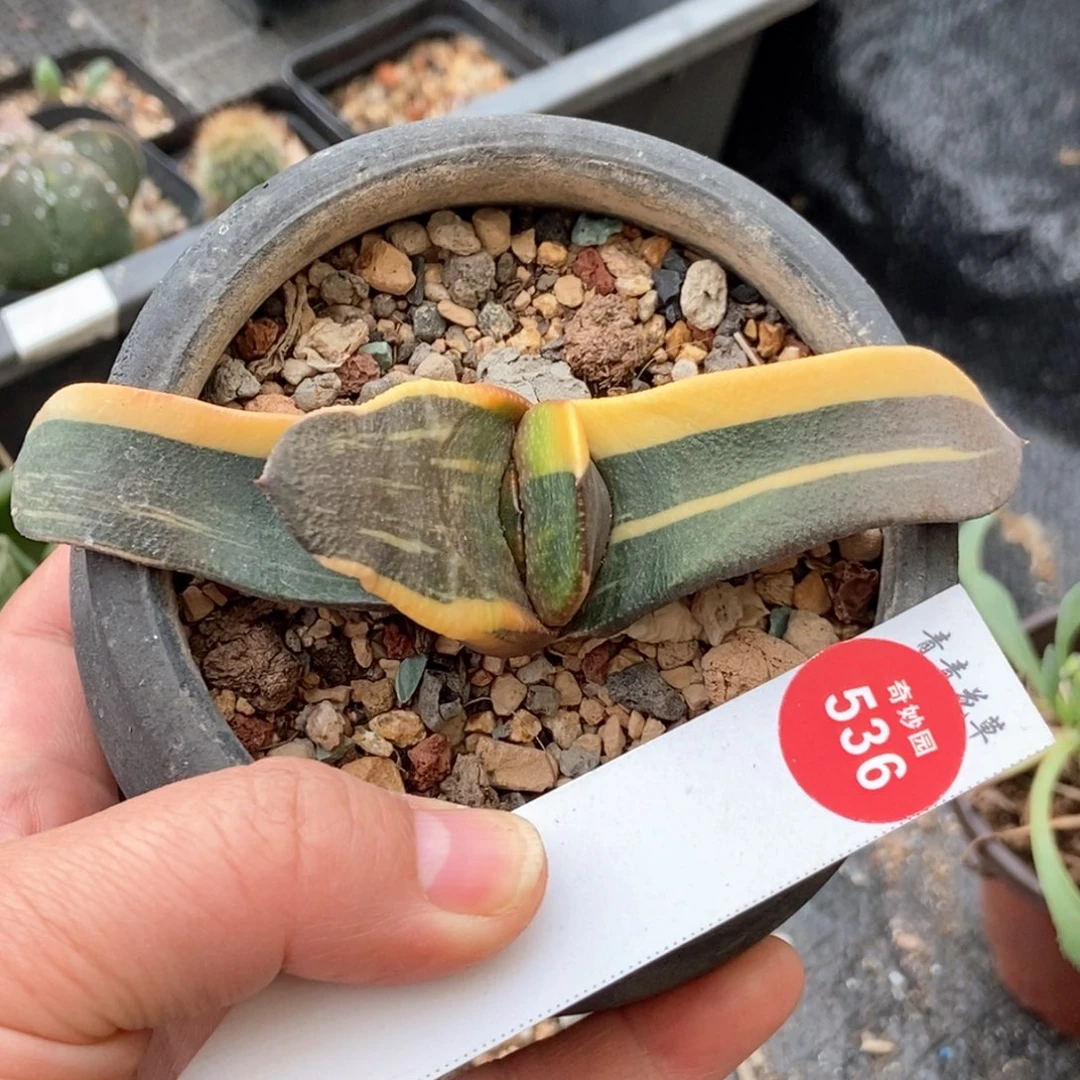 卧牛锦一颗仙人球