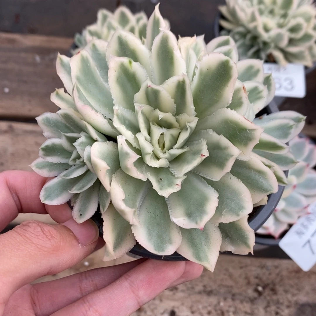 紫蝴蝶多肉植物7723