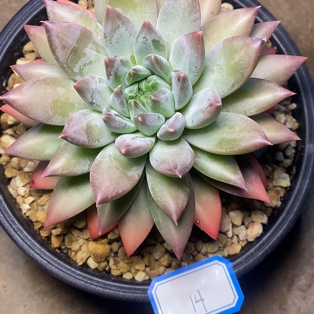 一物一拍，美人杂14号