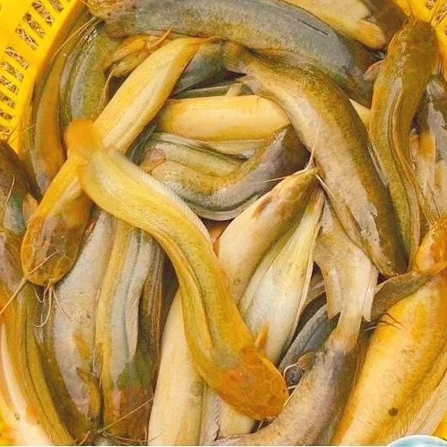 皇妃一号本地塘角鱼土塘鲺胡子鲶鱼 广州发货