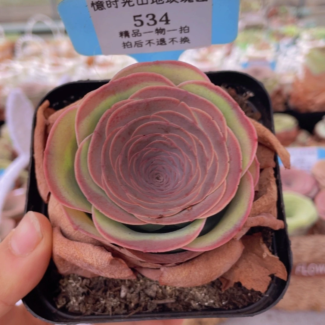 山地玫瑰534裸根发货不售后