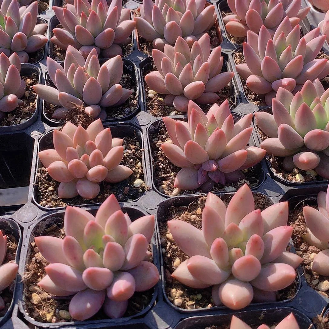 两颗水晶球23456778889999