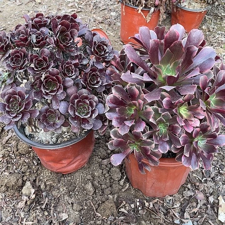 2棵玫瑰玫瑰玫瑰玫瑰