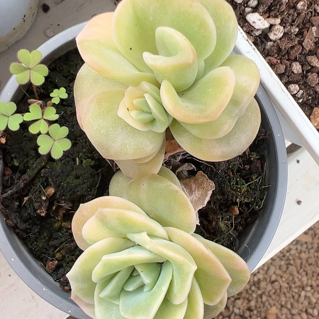 满38包邮可爱玫瑰锦双头