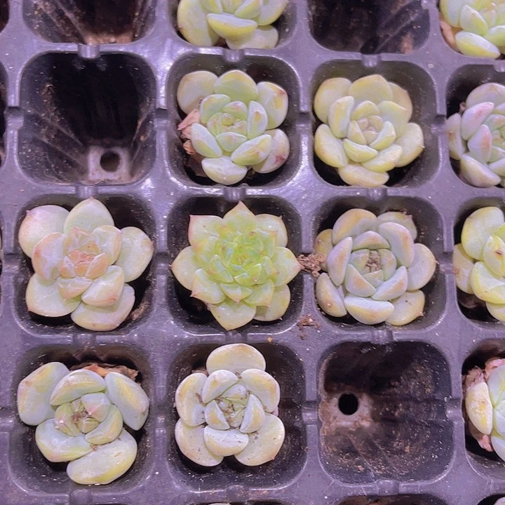 冇***名精品草莓冰沙十颗红心