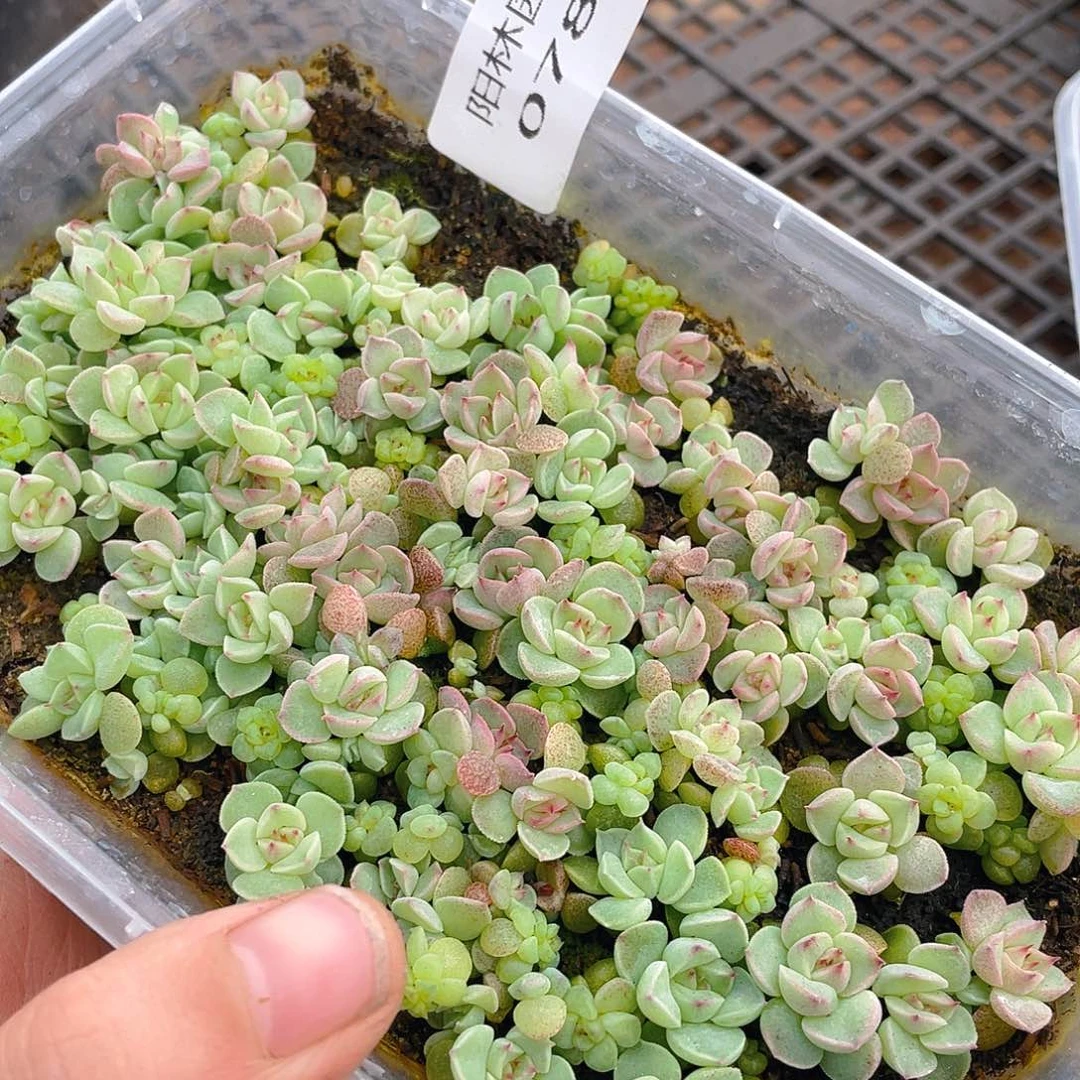 多肉植物多肉植物787