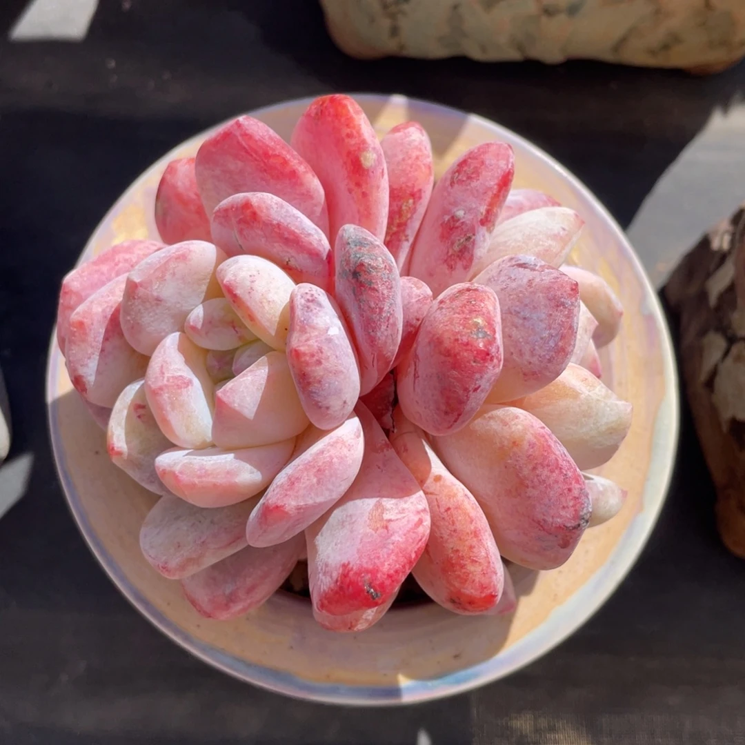 丸叶星颖双头老桩