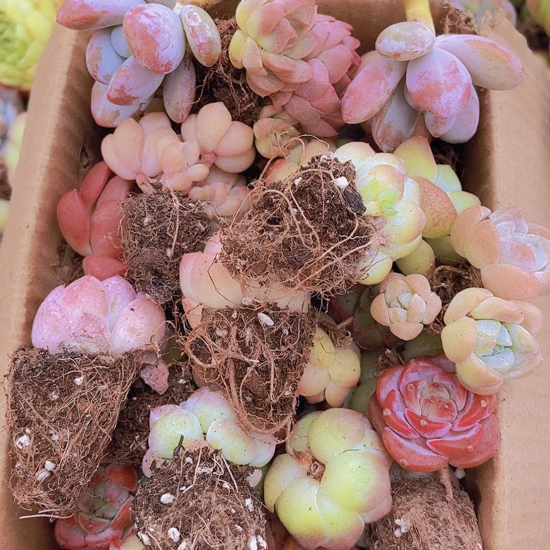 000001量拍保底20颗，小
