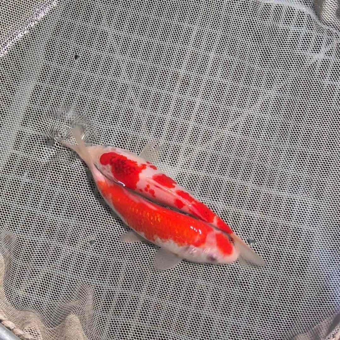 锦鲤锦鲤观赏鱼1111