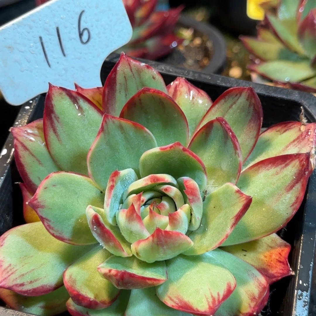 惊鸿一物一拍包装收缩花旱116