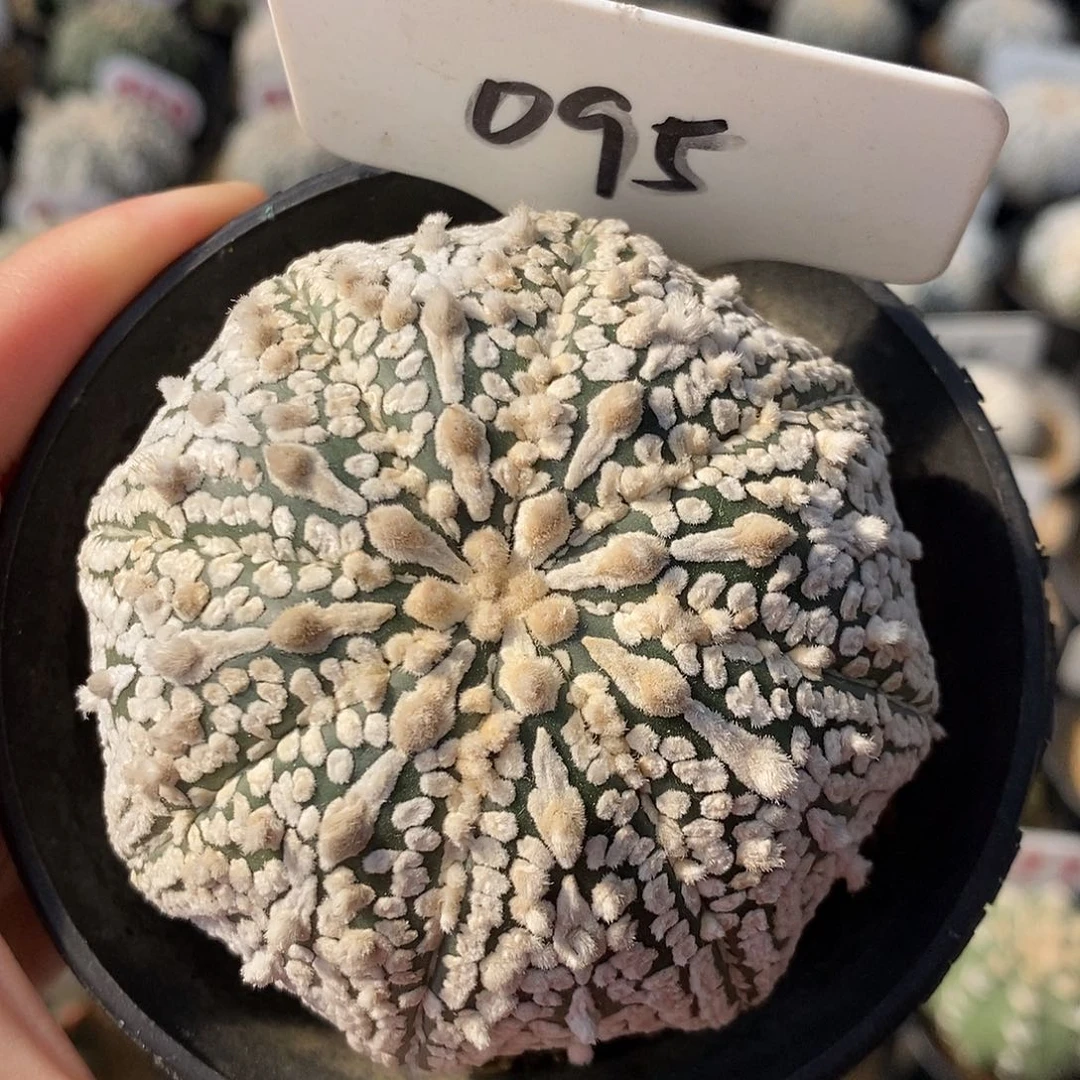 095超兜花园系列产品