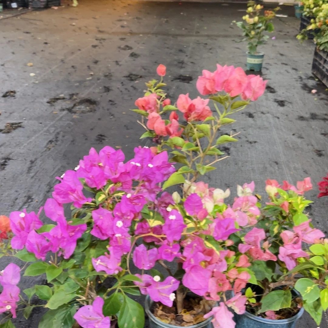 完全开放金心双色，不甜西瓜，金心橙白