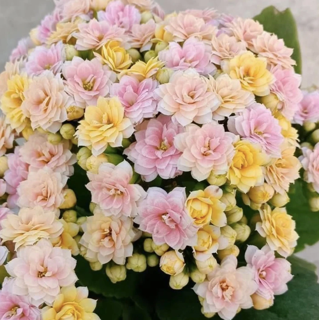 【柠檬水果糖】110盆长寿 稀有大花品种 基地直发