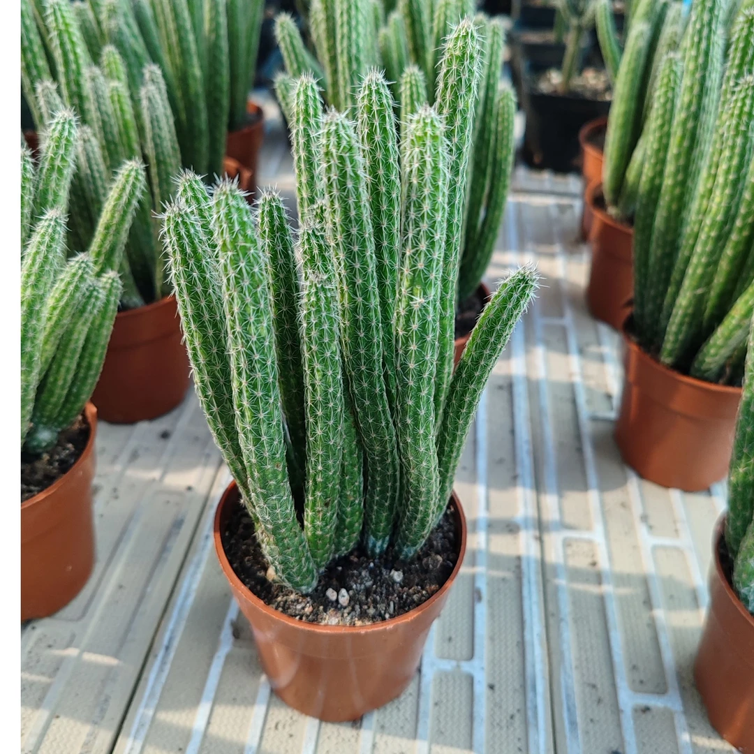 【满18包邮】银妞补发开花仙人球银柳仙人掌室内盆栽鹿角柱属植物