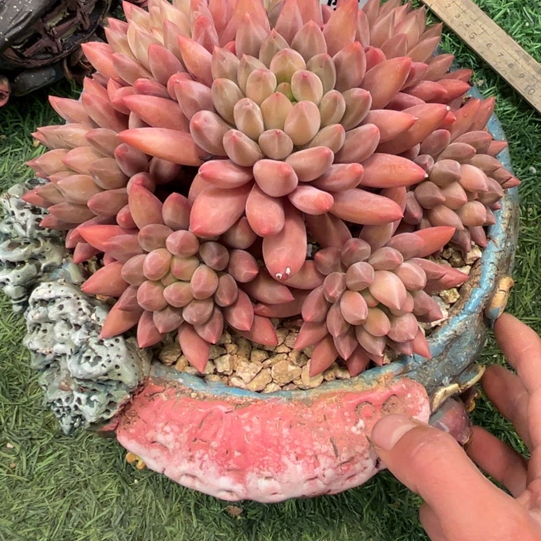 C****…ci姐玻璃球无砍