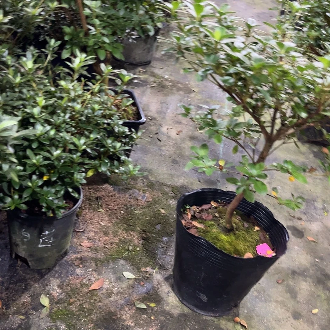皋月杜鹃小夜之舞