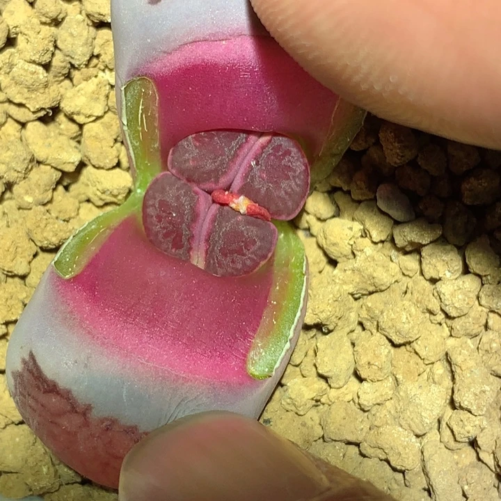 精品多肉植物精品丝绒紫菊