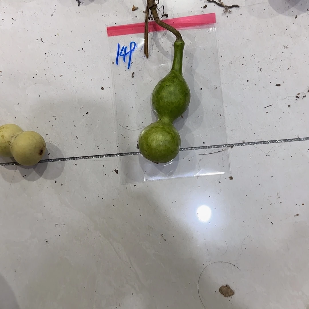 可***翅青皮不包成青皮不包成