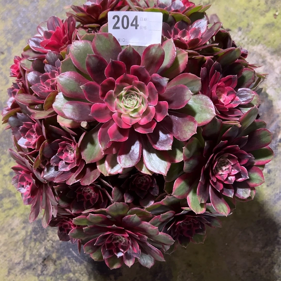 204克拉恋人多肉法师