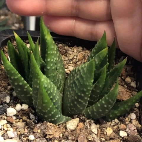 帝王卷双头带盆发货