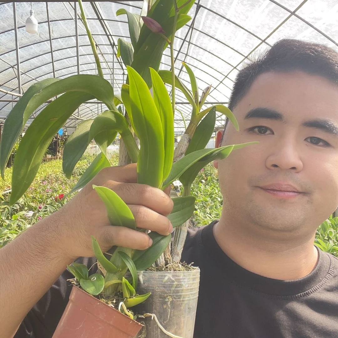 当前无花朵，栽培后可花朵新手套餐